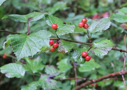 Viburnum edule Cuttings - 4 Dormant Stem Clippings - Highbush Cranberry - Wild Harvested Alaska Native Shrubs