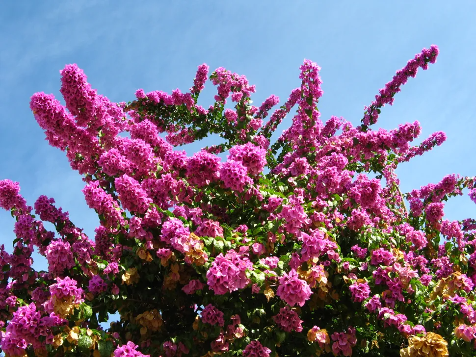 Bougainvillea Spectabilis Unrooted Cuttings – Fuchsia Pink Tropical Vine for Zones 9-11