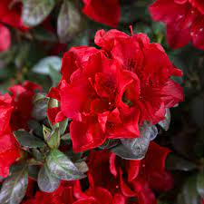 Encore Autumn Fire Azalea Plant – Deep Red Blooms, Deciduous Shrub, Well-Rooted Starter, 4-10 Inches, Ships in Pot Rhododendron