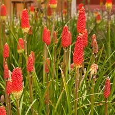 Red Hot Poker Seeds | Kniphofia uvaria | Non-GMO Perennial with Red-Orange Spikes | Hummingbird & Pollinator Magnet