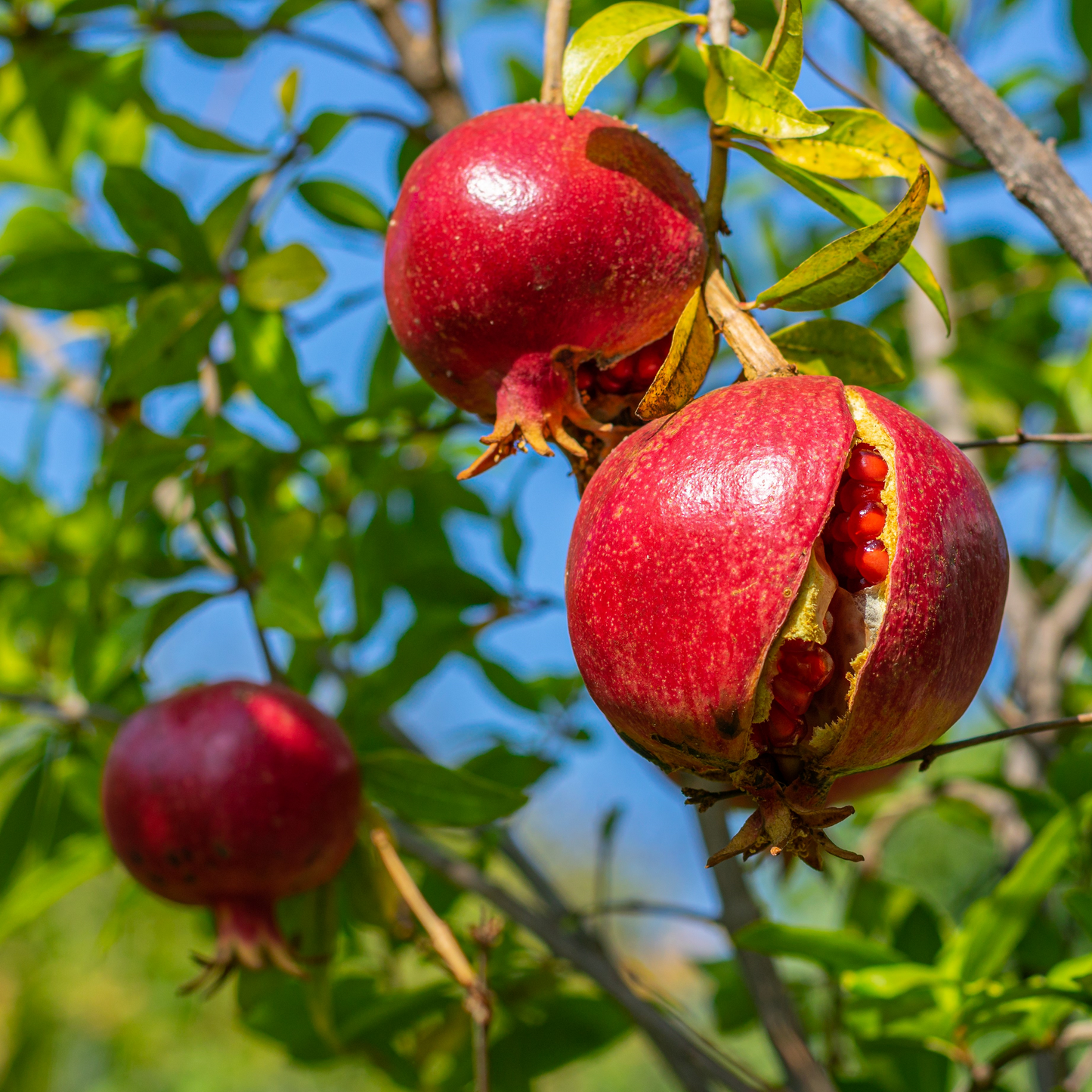 Pomegranate Cuttings 6-8 Inches, Punica Granatum, Fruit Tree Propagation, Unrooted Planting Material