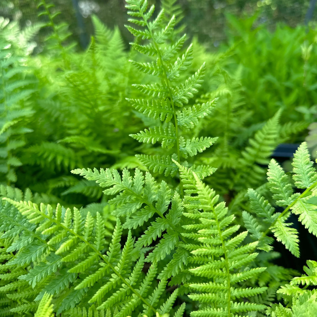 Set of 5 Lady Fern Plants - Athyrium filix-femina, Bare Root Woodland Fern for Shade Gardens & Moist Soil