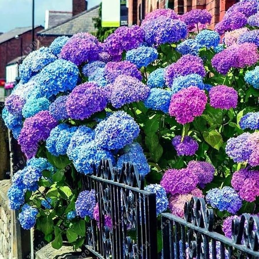Hydrangea Seeds 25 Pack - Mixed Blue Pink Purple Blooms - Non-GMO Perennial Flowering Shrub for Garden Landscaping