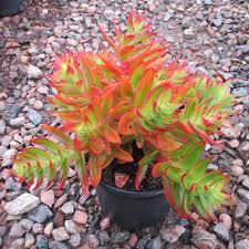 Crassula capitella Campfire Succulent Cuttings - Unrooted, Red and Green, Easy to Grow, Home Decor, Gardening Gift