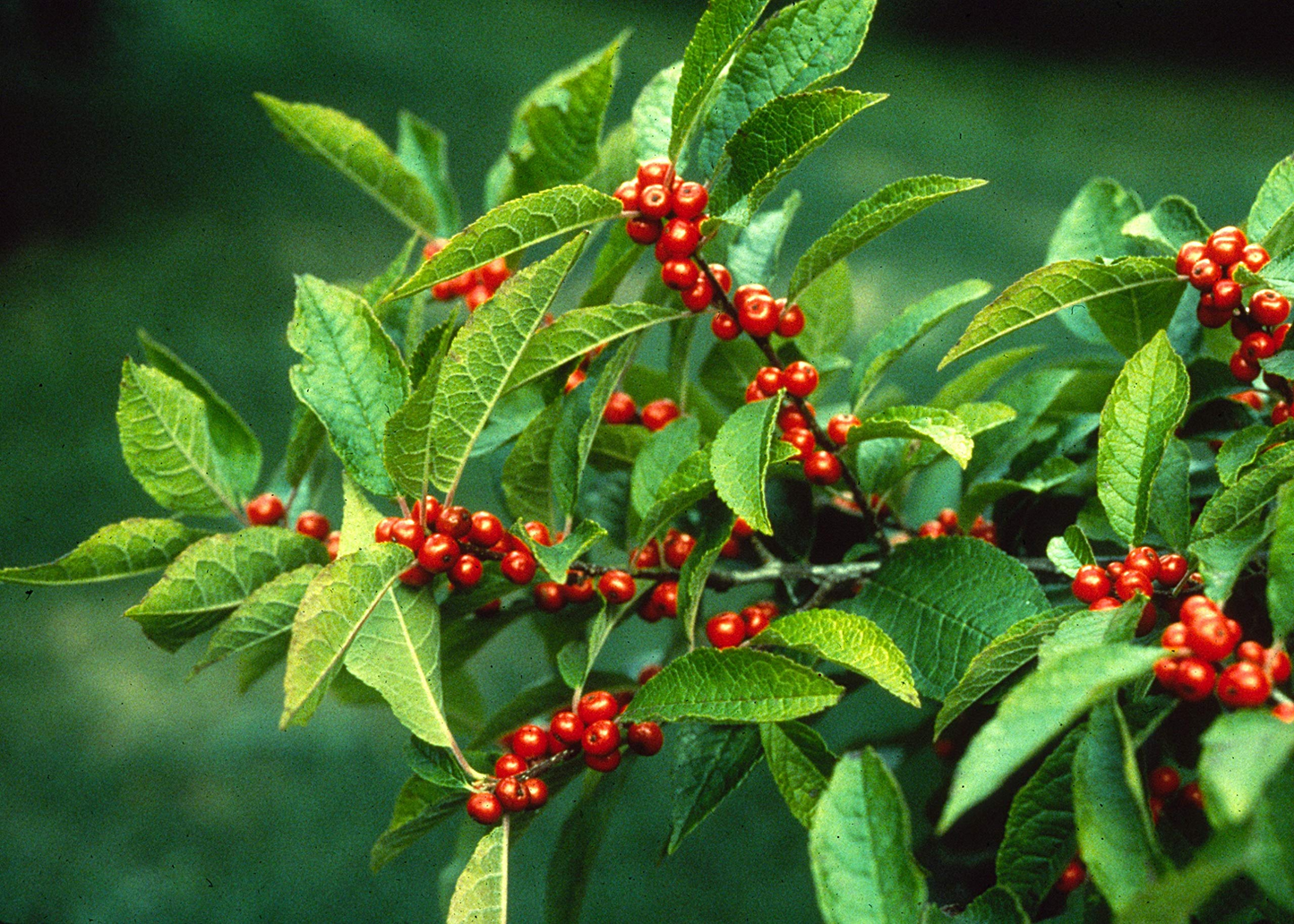 250 mg Ilex verticillata Winterberry Holly Seeds for Planting, Ornamental Shrub, Wildlife Garden, Landscaping