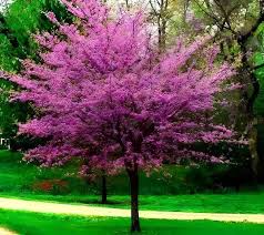 Set of 3 Eastern Redbud Trees Cercis canadensis Bare Root Live Trees for Spring Blooms & Landscaping