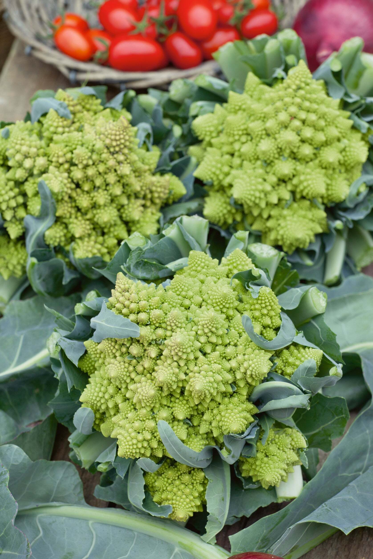 Romanesco Broccoli Seeds 250+ Non-GMO Heirloom Spiral Heads Brassica oleracea for Gardens