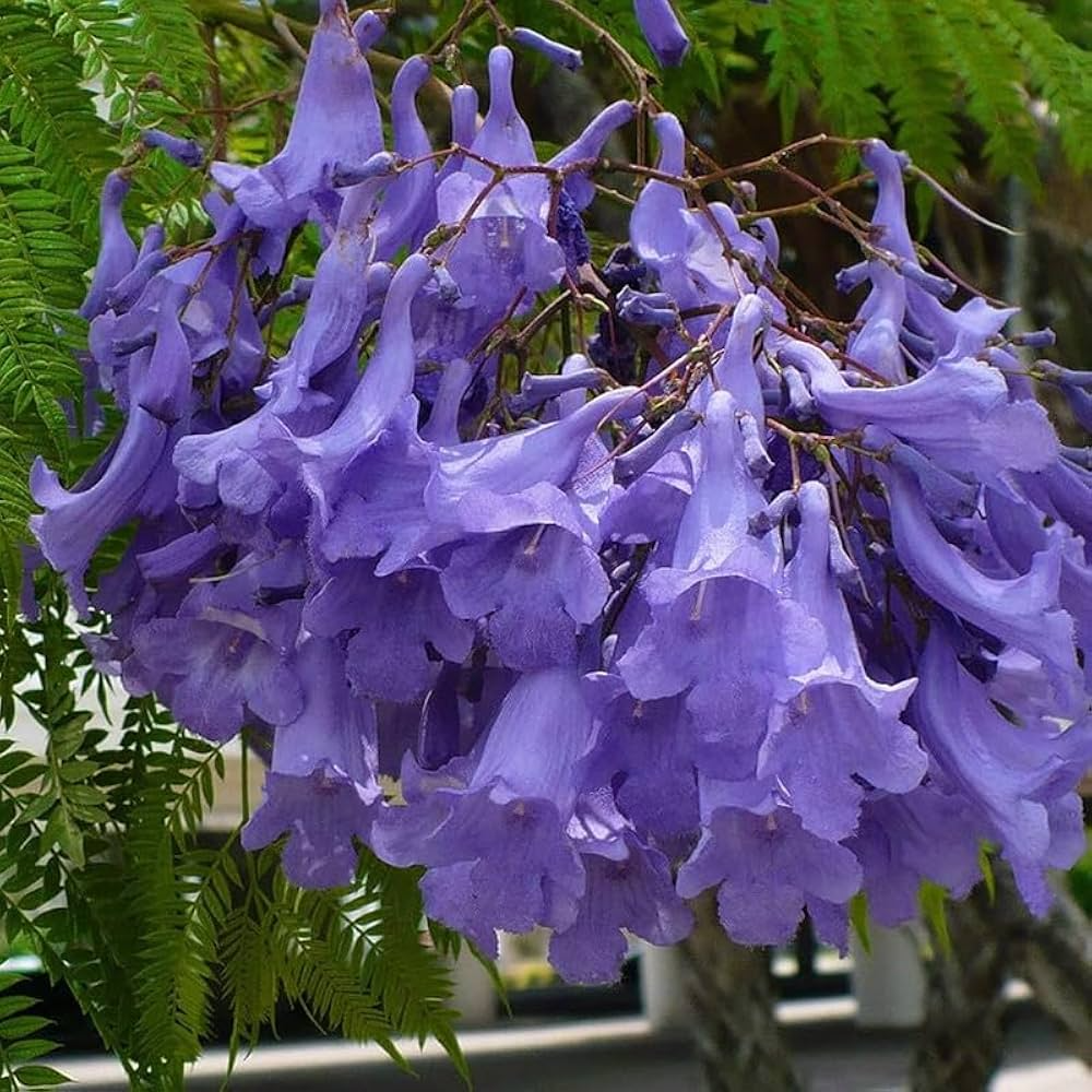 Blue Jacaranda Tree Seeds | Jacaranda mimosifolia | Fast-Growing Ornamental Tree with Purple Flowers | Non-GMO Tropical Seeds