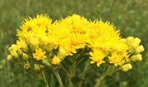 700 Oligoneuron rigidum Stiff Goldenrod Seeds - Native Perennial Wildflower with Yellow Blooms, Pollinator-Friendly Garden & Landscape Plant