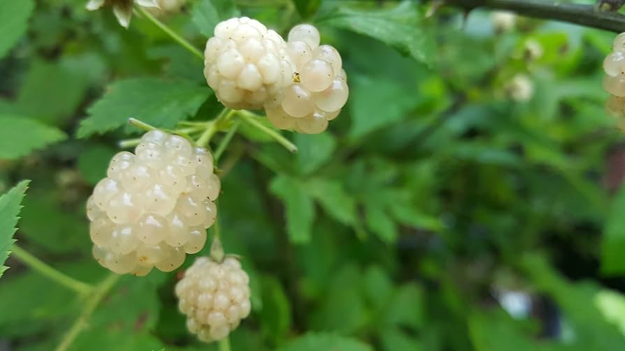 Snowbank White Blackberry Plants – Rubus fruticosus – Edible Fruit Shrub for Gardens & Berry Patches (Set of 5)