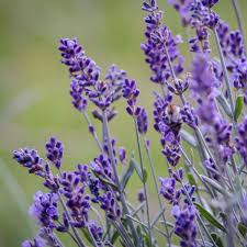 Organic California Lavender Cuttings 6" Unrooted Lavandula angustifolia for Growing & Propagation