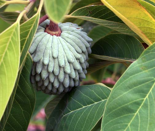 African Pride Atemoya Cuttings - Tropical Hybrid Fruit Tree, Annona squamosa x cherimola, 6" Stems, USDA Zones 9-11