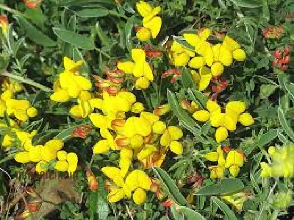 500 Bird’s Foot Trefoil Seeds Lotus corniculatus Non-GMO Wildflower Ground Cover for Meadows & Pollinator Gardens