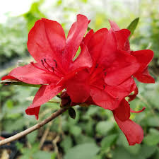 Midnight Flare Azalea Rhododendron Starter Plant, Deciduous Red Blooms, Zone 5-9, Easy-Care Garden Shrub, Small Rooted Azalea