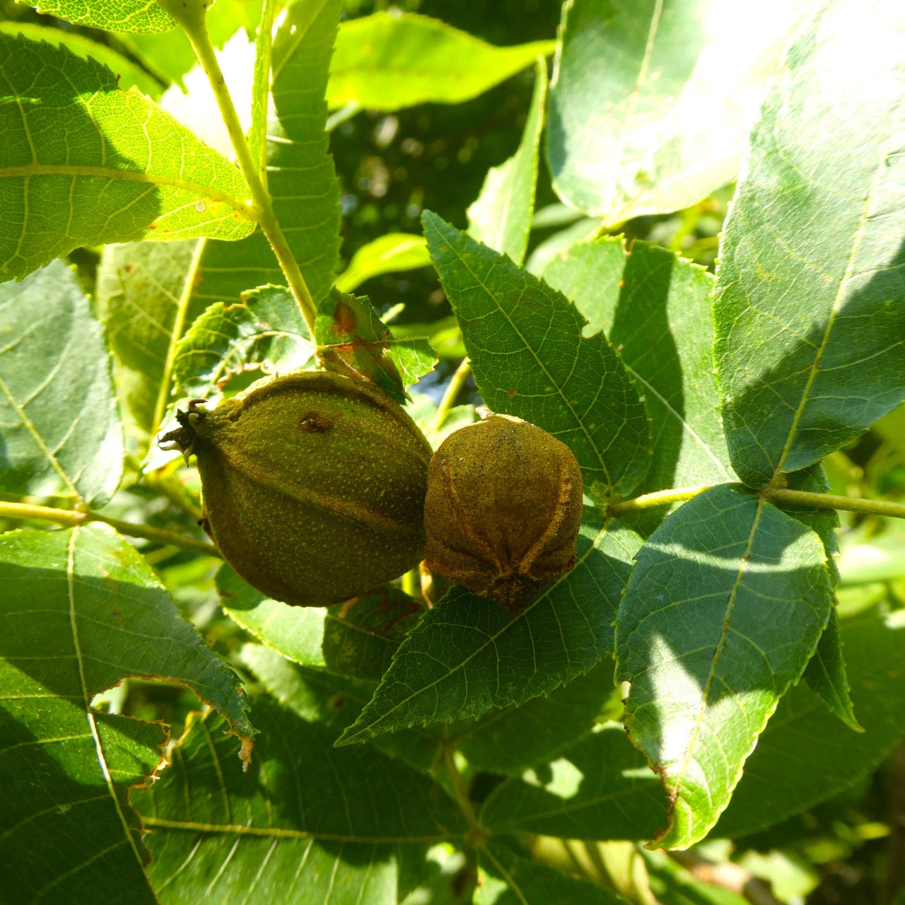 8 Inch Live Bitternut Hickory Tree Cuttings | Native North American Carya cordiformis Seedlings for Landscaping & Grafting