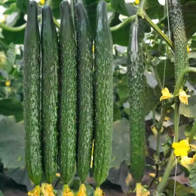 Asian Suyo Long Cucumber Seeds - Heirloom Non-GMO, High Yield, China Long Hybrid, Crisp & Sweet, Garden & Greenhouse Cultivation