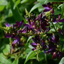 Millettia reticulata Cuttings - 5 Live Evergreen Wisteria Vines with Fragrant Purple Flowers, USDA Zones 8-11