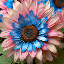Twin-Blossom Blue Over Pink Sunflower Seeds – Rare Bicolor Helianthus annuus – Pollinator-Friendly, Easy to Grow, Heirloom Flower Pack