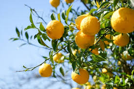 Citrus Junos Yuzu Cuttings - 3 Pack, Cold Hardy Fragrant Fruit, Evergreen Tree, Zone 8, Asian Citrus, Patio & Garden Plants