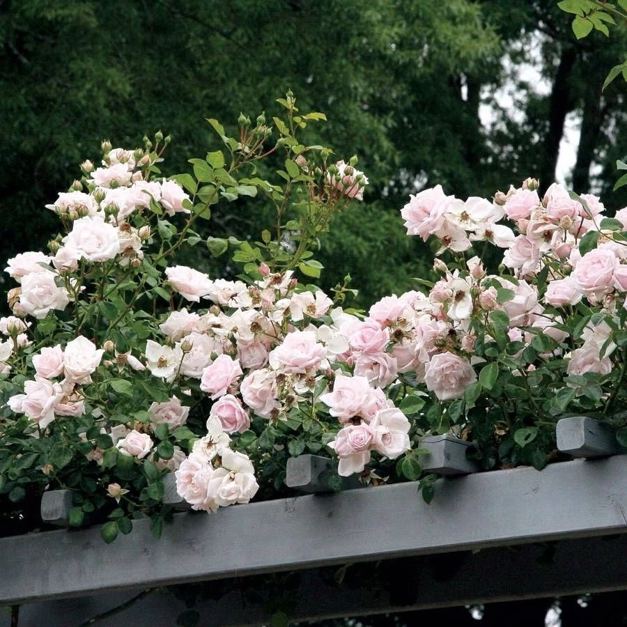 New Dawn Climbing Rose Cuttings - Pale Pink Fragrant Flowers, Unrooted 6" Stems, Zone 5-9, Garden & Landscape Vines