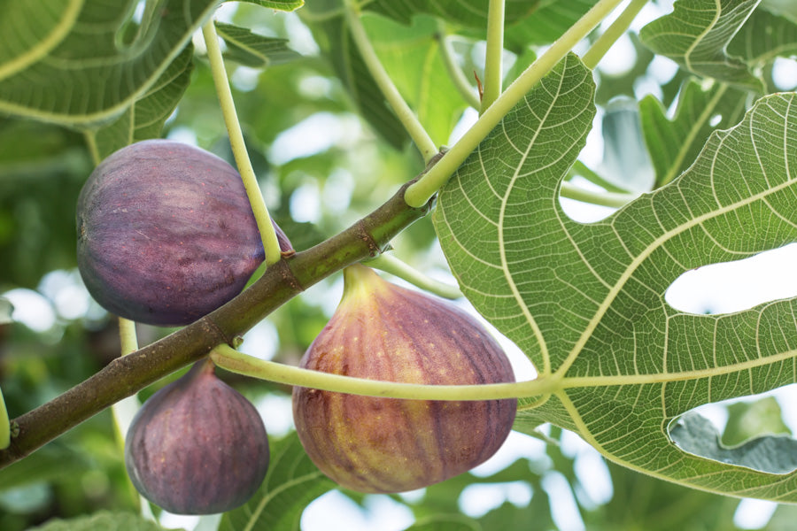 6 Brunswick Fig Tree Unrooted Cuttings – Ficus carica, Sweet Fruit, Easy to Grow, Starter Plant