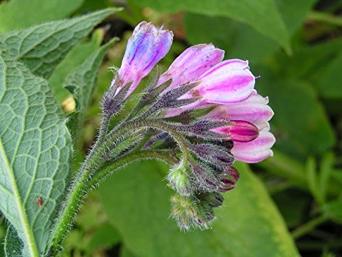 Comfrey Bocking 14 Root Cuttings - Organic Perennial Soil Builder - Symphytum x uplandicum - Drought Tolerant, USDA Zones 4-9