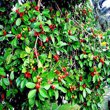 50 Organic Tropical Strawberry Guava Seeds - Psidium Cattleianum Pink Guava Exotic Fruit Tree
