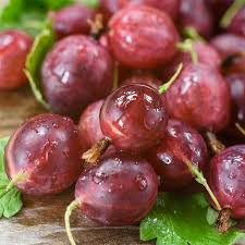 Hinnonmaki Red Gooseberry Starter Plant – Zone 3-8 Hardy, Disease Resistant, Superfood Berries, Edible Landscaping, Fruit Bush