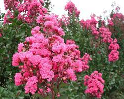 Pink Crape Myrtle Clippings | Organic Wild Grown | Butterfly Attracting Flowering Shrub | Lagerstroemia indica