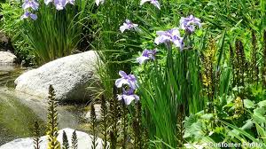 3 Bare Root Crested Dwarf Iris Plants - Iris cristata, Shade-Loving Perennial Wildflower, Ground Cover for Woodland Gardens