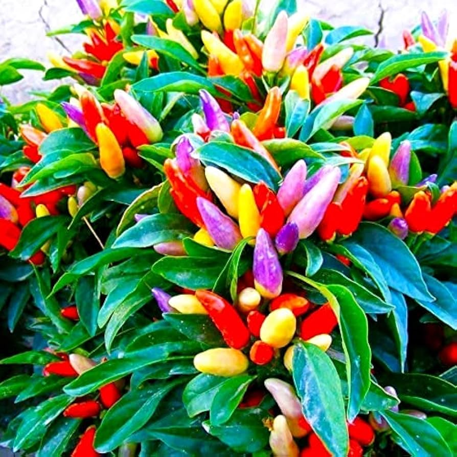 25+ 5 Color Pepper Seeds | Capsicum annuum | Ornamental & Edible Non-GMO Rainbow Peppers for Garden Beds & Containers