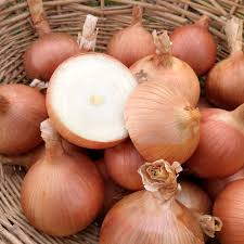 250 mg Sweet Spanish Onion Seeds Allium cepa Colorado #6 Heirloom Vegetable for Gardening & Harvest