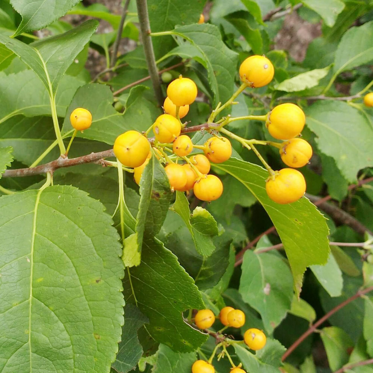 30 Seeds Celastrus scandens American Bittersweet Native Climbing Vine for Garden Landscaping & Wildlife Support