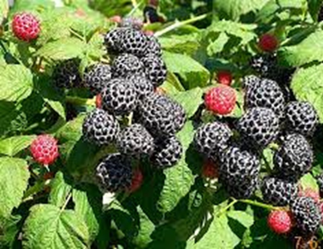 Raspberry Cuttings - 12+ Live Unrooted Bramble Plants, Rubus occidentalis, Summer Fruit, USDA Zones 3-9