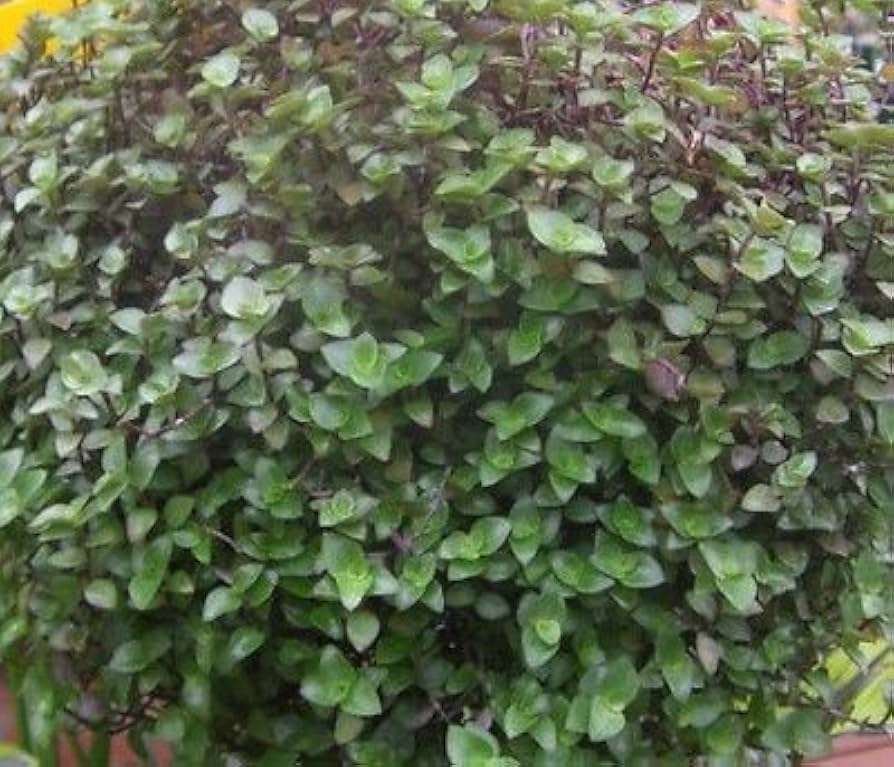 Unrooted Plant Cuttings | Dwarf Bolivian Wandering Jew (Tradescantia minima) | Callisia Repens | Easy to Grow Indoor Plant