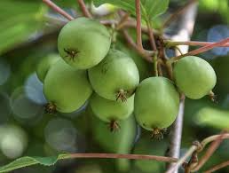 Hardy Kiwi Cuttings 10 Female Actinidia arguta Geneva Organic Non-GMO Cold-Tolerant Fruit Plant