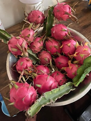 Dragon Fruit Cuttings 8-12 Inches - Random Variety - Edible Night-Blooming Cactus - Hylocereus spp.