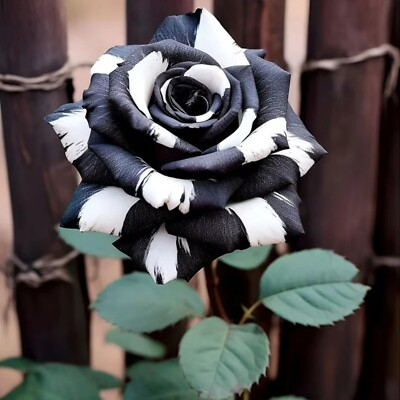 20 Ink Gray & White Rose Seeds - Rare Bicolor Heirloom Perennial - Fragrant, Fast-Growing Roses