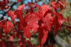 Amur Maple Tree Seeds | Acer Ginnala | Red Fall Foliage | Hardy, Fast-Growing, Moose-Resistant, Cold-Hardy, USA Seller