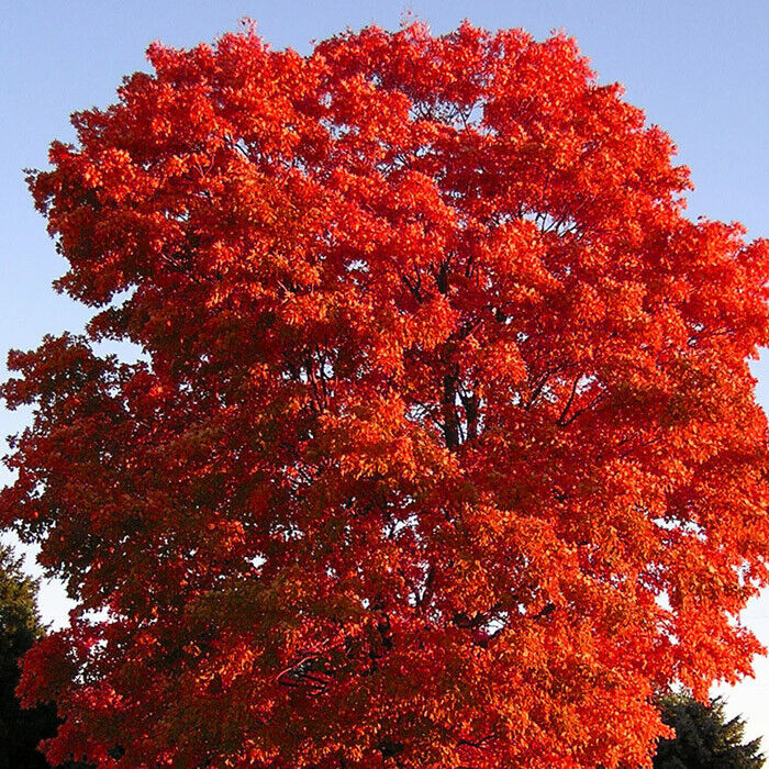 Red Maple Tree Cuttings - Acer rubrum, Fall Color, Wildlife Habitat, Zone 3-9, Live Clippings for Propagation