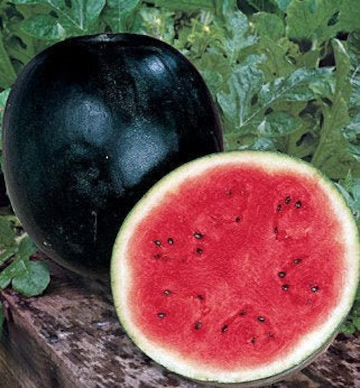 Black Diamond Watermelon Seeds | Heirloom Citrullus lanatus | Large Sweet Fruit for Summer Gardens