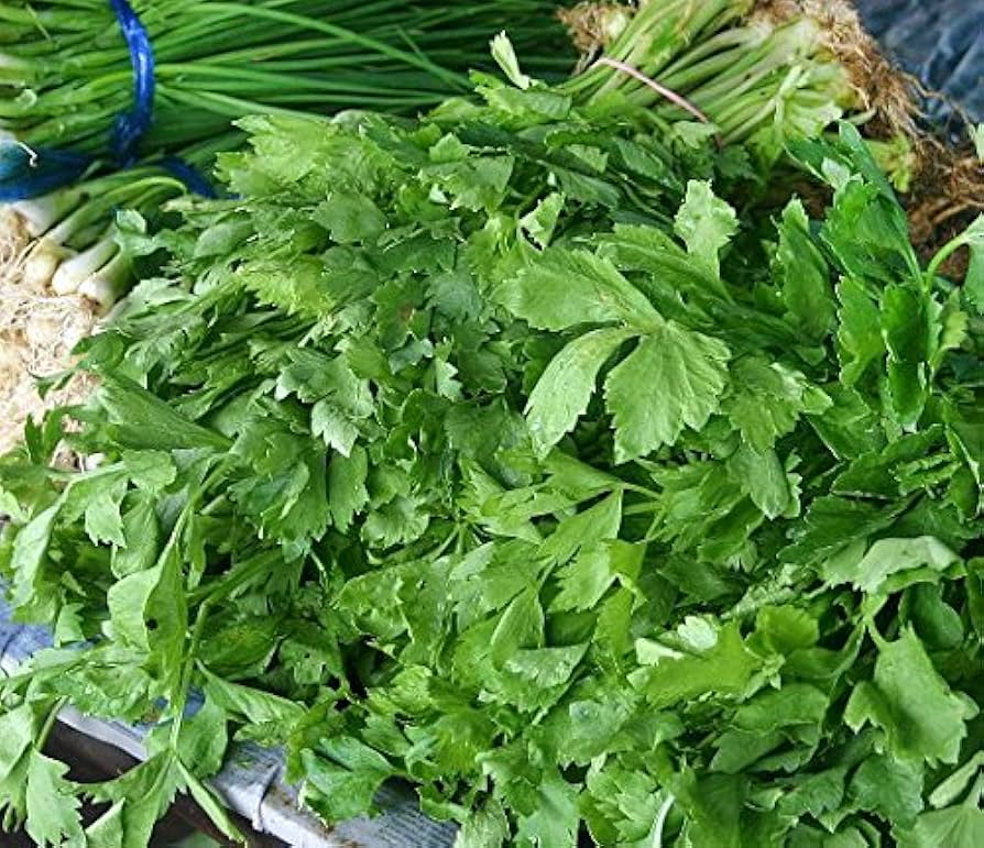 Chinese Celery Seeds 1350 Dark Green Kintsai Apium graveolens for Gardening & Culinary Use
