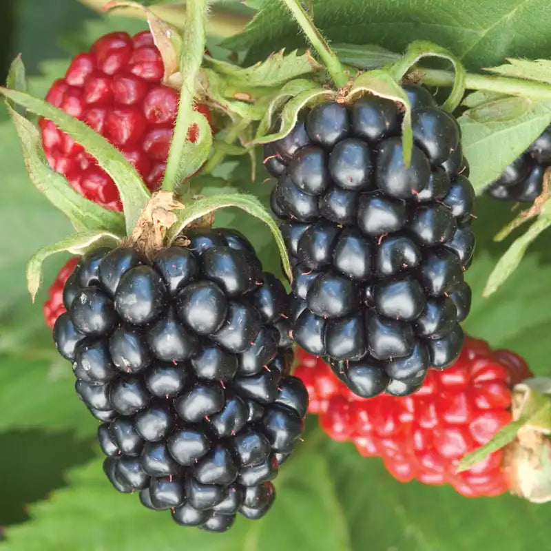 Apache Thornless Blackberry Plant - Rubus, Bare Root, High-Yield Perennial Berry Bush for Home Gardens