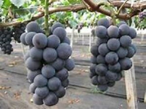 Japanese Kyoho Grape Cuttings, Unrooted Vitis labrusca, Sweet Purple Grapes, Grape Vine Propagation, Rare Fruit Cuttings