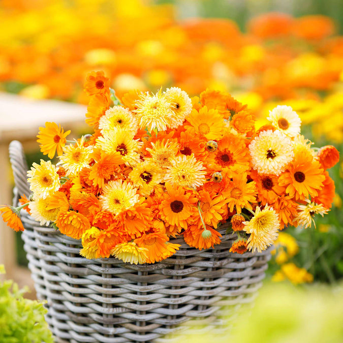 200+ Calendula Seeds Pacific Beauty Mix | Calendula officinalis Non-GMO Annual Flowers for Gardens & Pollinators