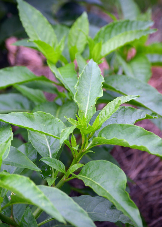 Longevity Spinach Cuttings 15 Pack Gynura Procumbens Perennial Edible Green Fast Growing Tropical Plant