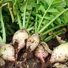 Turnip Seeds 1000mg - Brassica rapa Seven Top Heirloom Leafy Green for Gardening & Fresh Greens