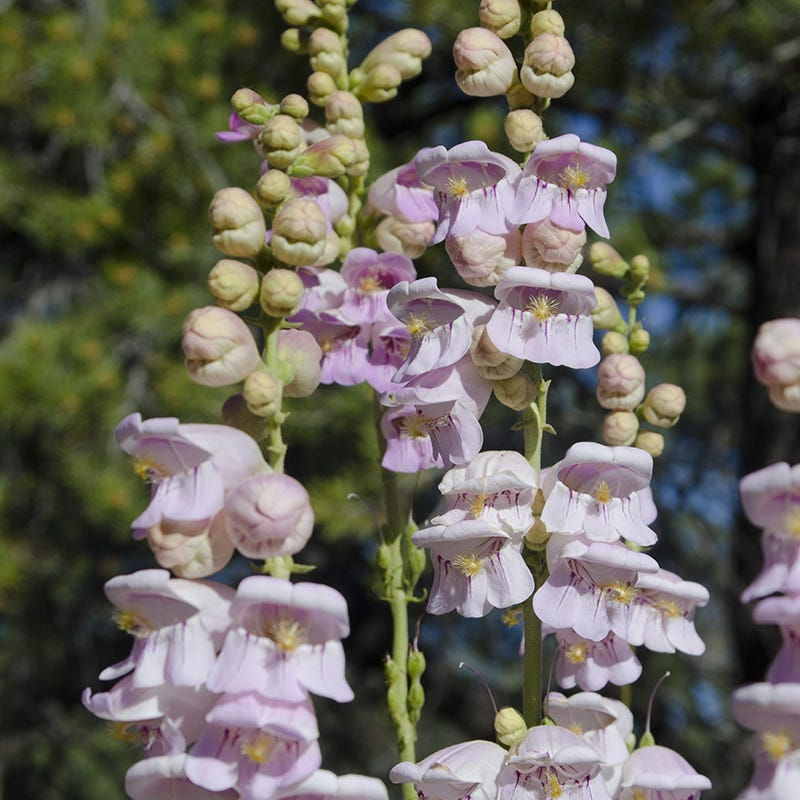 Penstemon Palmeri Seeds, Native Wildflower, Drought-Tolerant, Pollinator Magnet, Fragrant, Rocky Soil, Perennial Planting Seeds