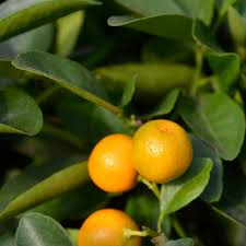 Calamansi Tree Cuttings - 3 Live Citrus × microcarpa Cuttings for Rooting or Grafting, USDA Zones 10-11