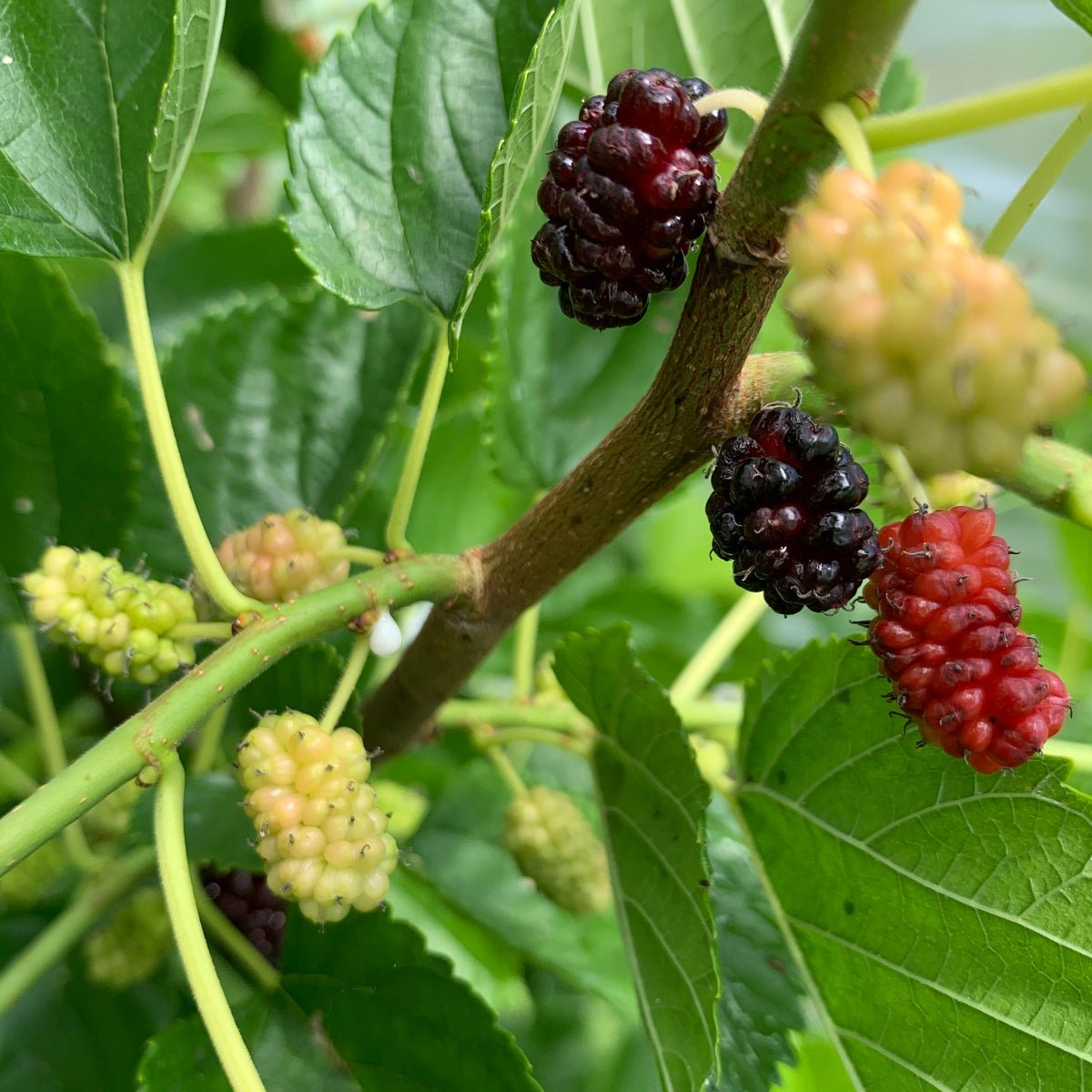 Illinois Everbearing Mulberry Cuttings - 6-10" Morus spp. Fruit Tree Propagation, Deciduous, Zone 4-9